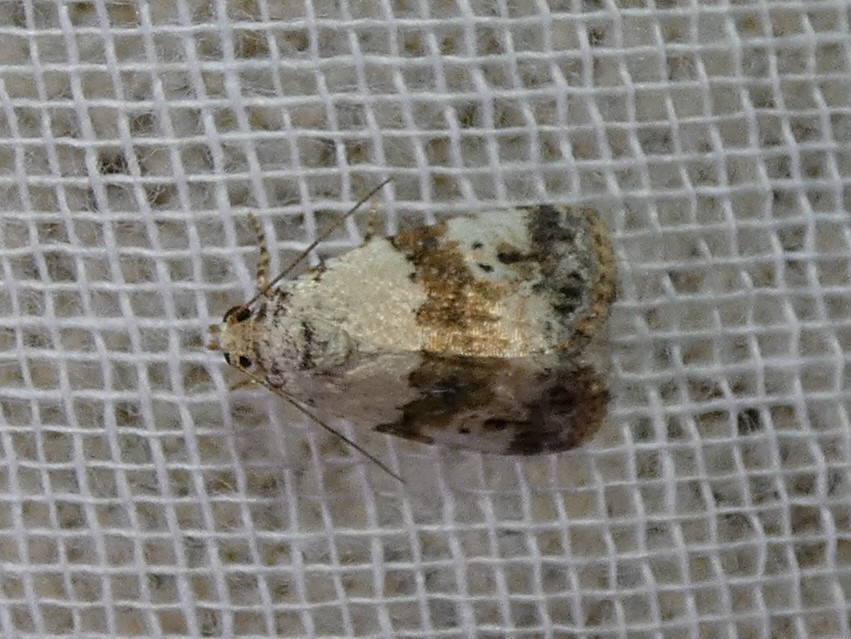 photo_2
